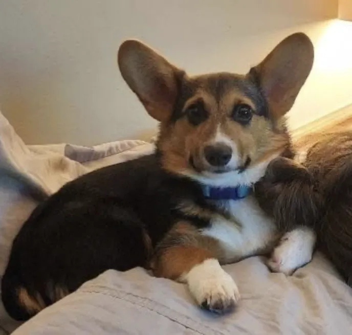 Corgi dog resting on bed