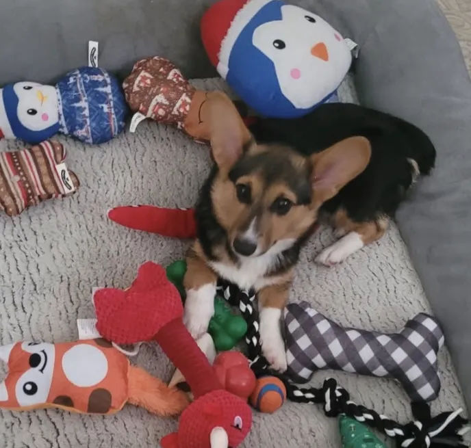 Corgi puppy surrounded by colorful plush toys