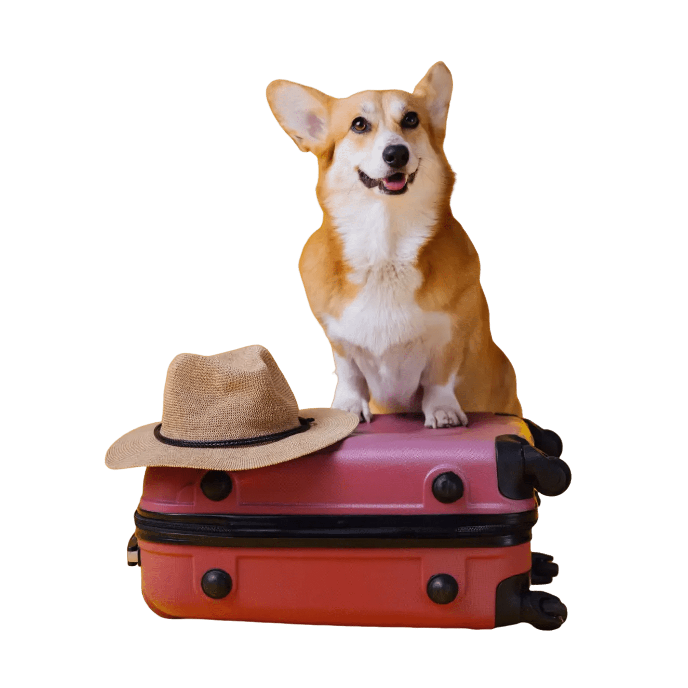 Corgi on suitcase with a hat.