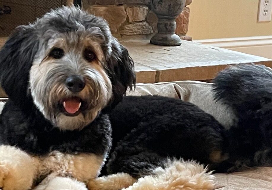 Fluffy black and white dog lounging on bed
