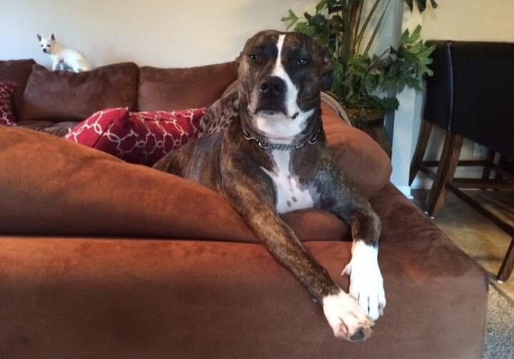 Brindle dog lounging on brown couch
